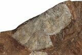 Seven Fossil Ginkgo Leaves From North Dakota - Paleocene #188695-1